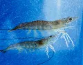 Prime Shrimp
