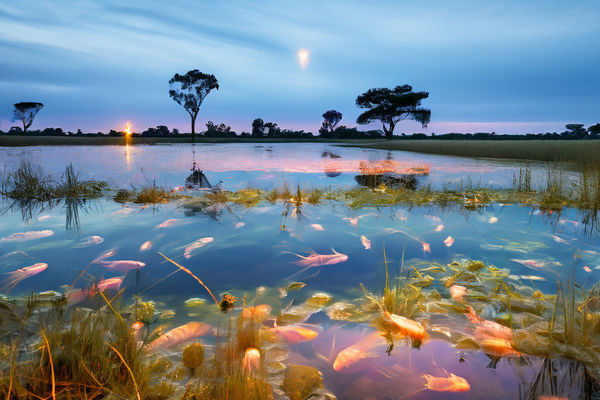 Regulatory Compliance