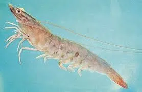 AQUAVIN-C side view